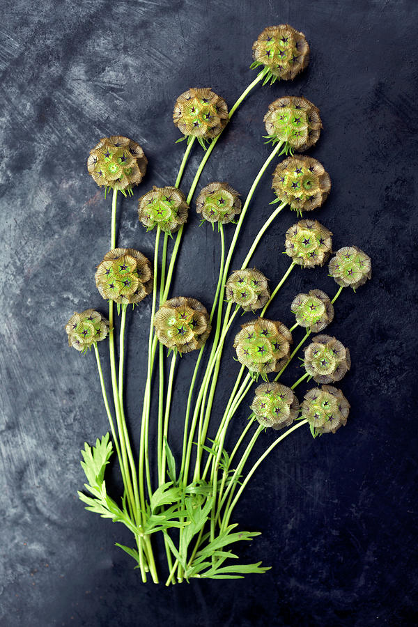 Starflower Pincushion Flowers scabiosa Stellata On Dark Surface ...