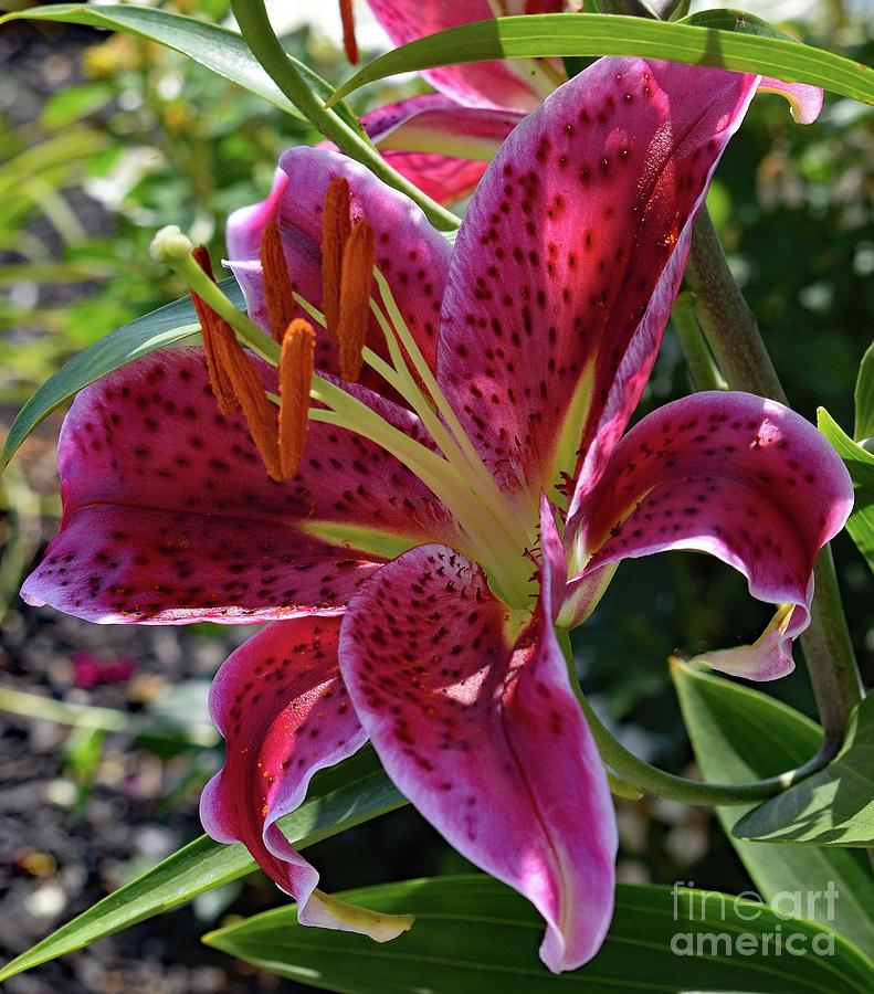 Stargazer In The Shadows Photograph by Cindy Treger - Fine Art America