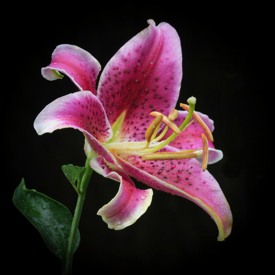 Stargazer Lily after the rain Photograph by Kenneth Cole