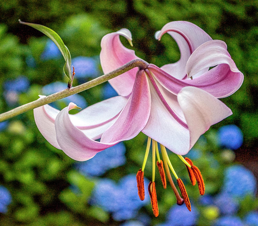 Stargazer Lily Photograph By Alan Steele 8420