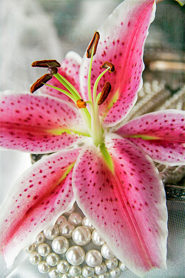 Lily Photograph - Stargazer Lily and Pearls by Cindi Ressler