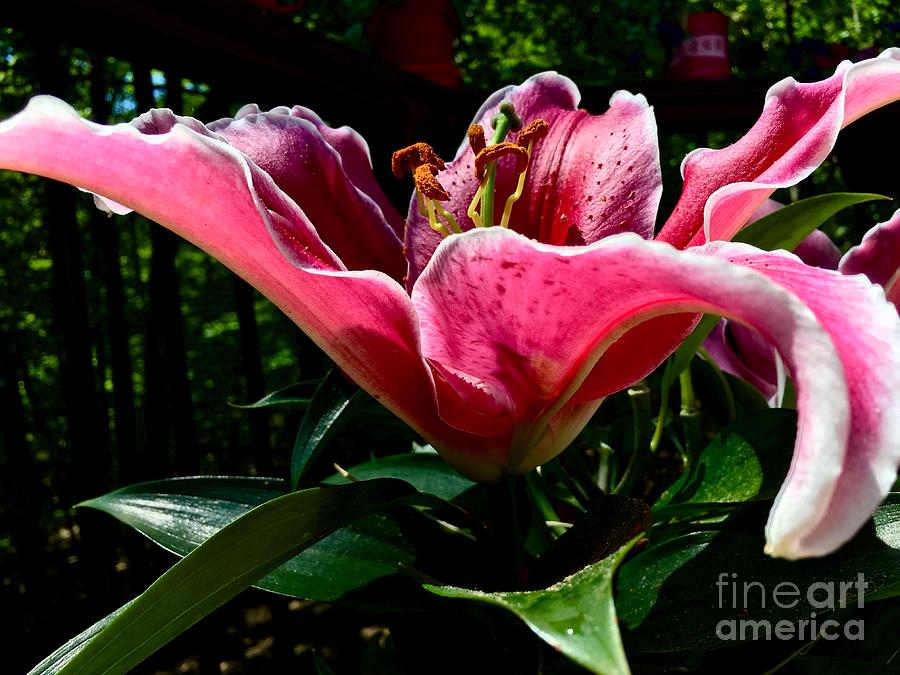 Stargazer Oriental Lily Photograph by Eunice Warfel