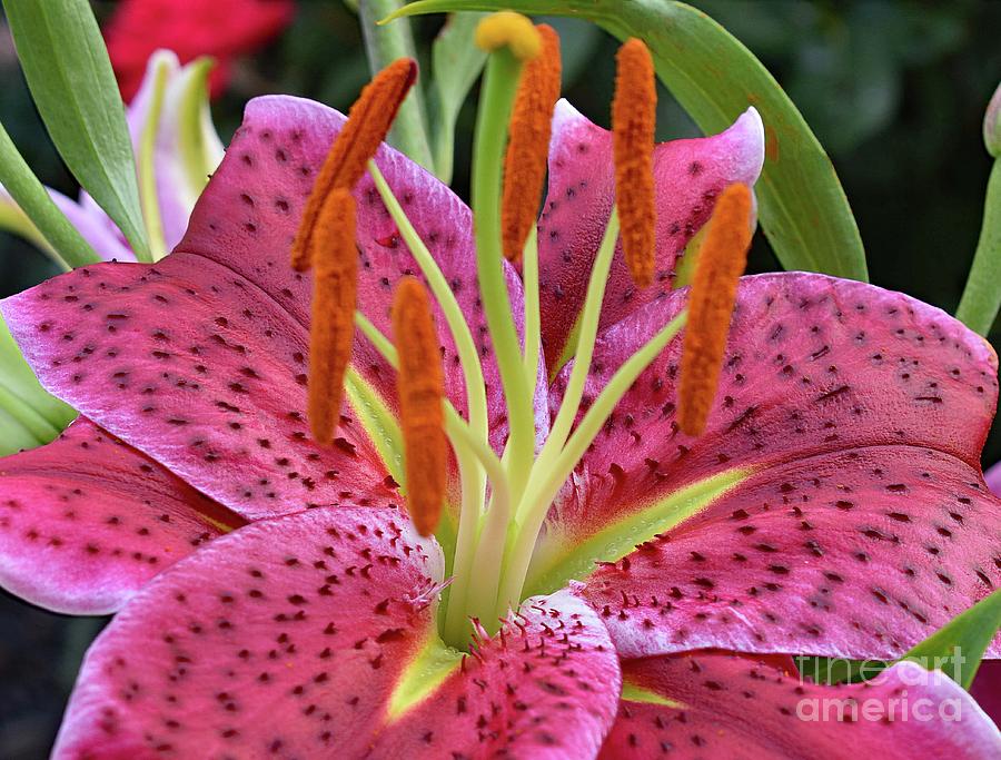 Stargazer - Watermelon Coloring Photograph by Cindy Treger - Pixels