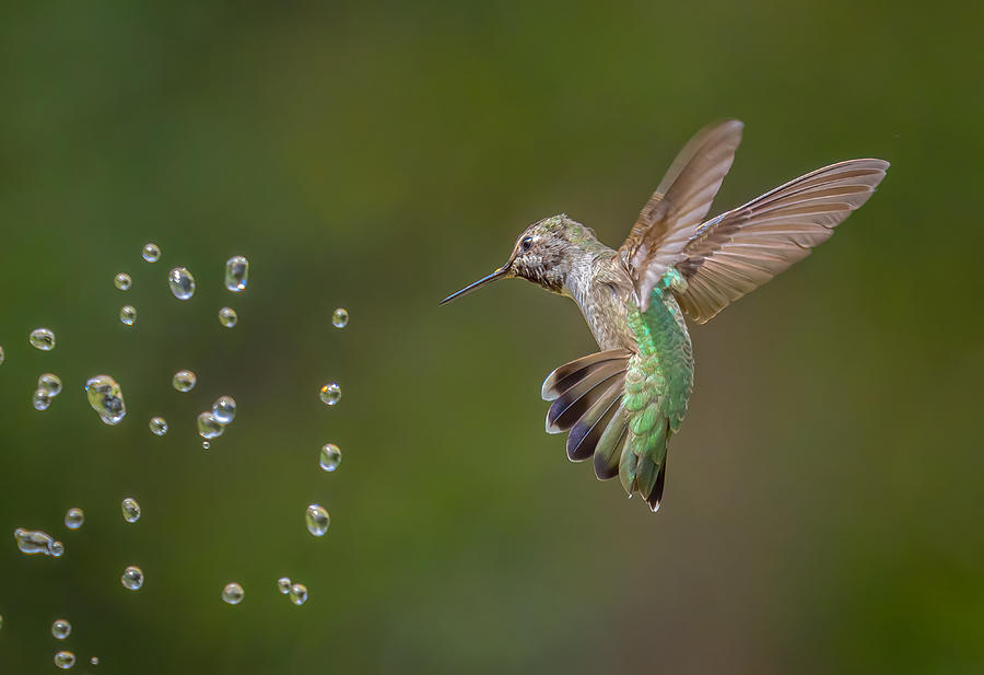 Hummingbird Photograph - Staring At Water Drops by Ning Lin