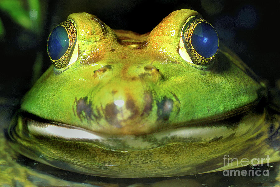 American Bullfrog  National Geographic