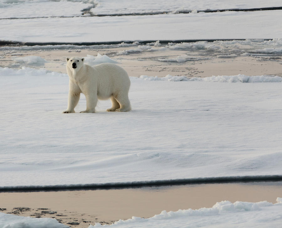 Staring Polar Bear Photograph by Håkon Kjøllmoen Photography