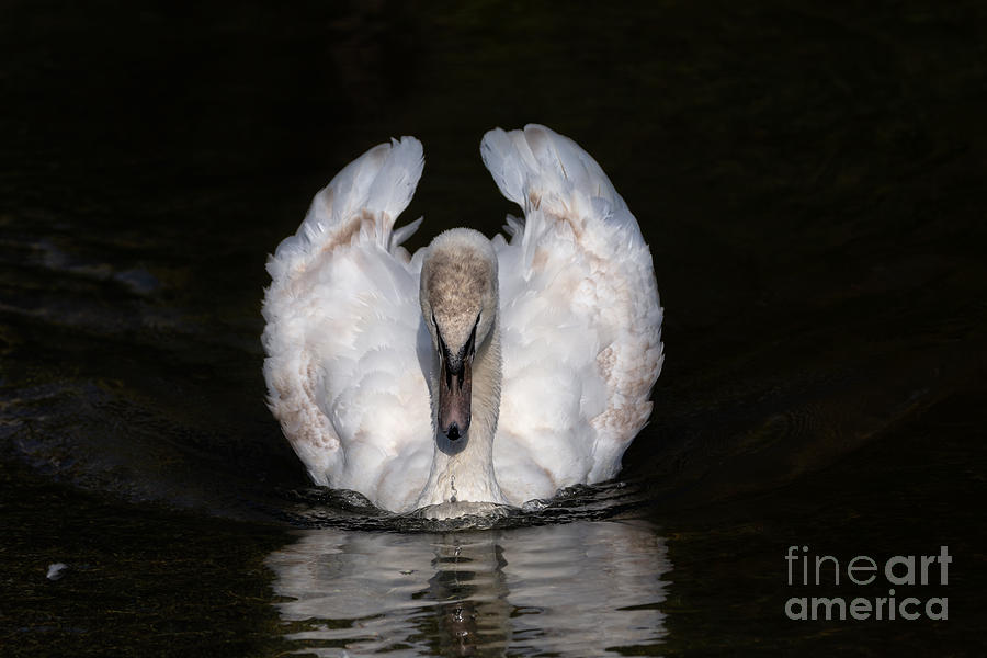 Staring Swan Photograph by Alma Danison