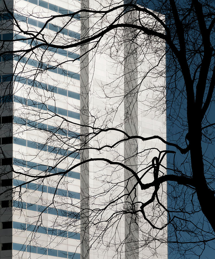 Architecture Photograph - Stark Bare Trees And Office Building by Stuart Mccall