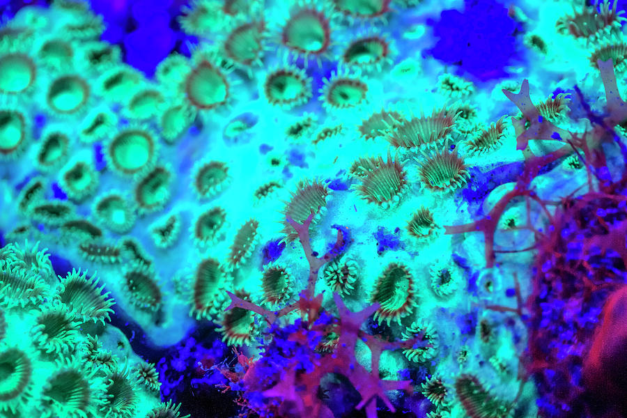 Starlet Coral, Night Fluorescing Photograph by Stuart Westmorland ...