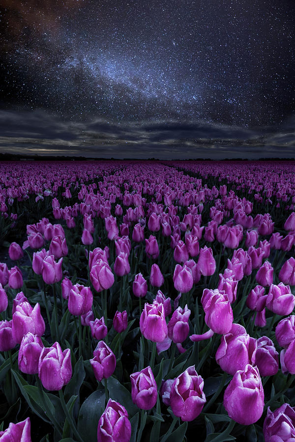 Tulip Photograph - Starlight by Jorge Maia