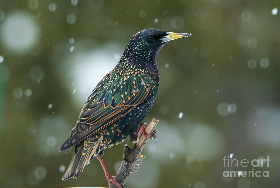 Starling Bird Portrait Photograph by Sandra Js