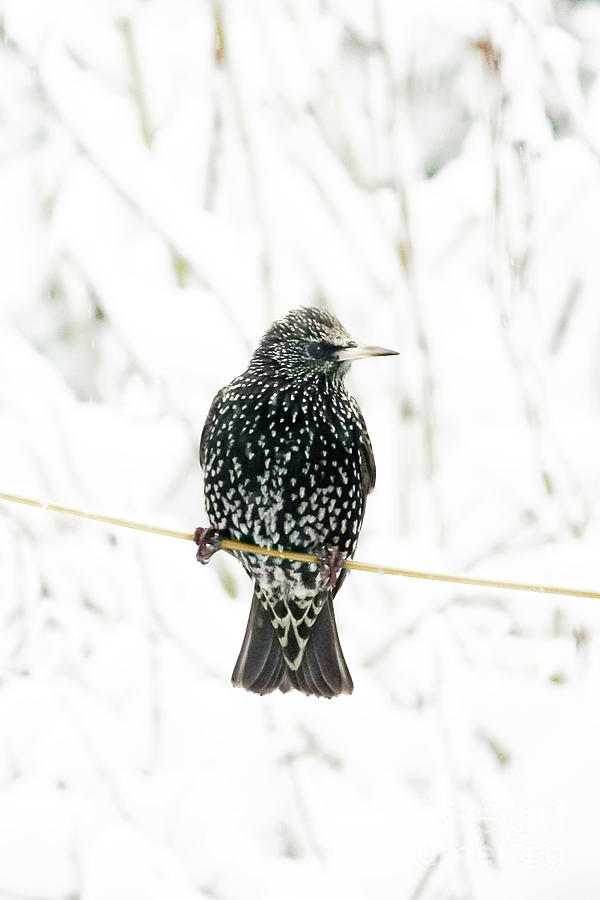Starling in the Snow Photograph by Terri Waters