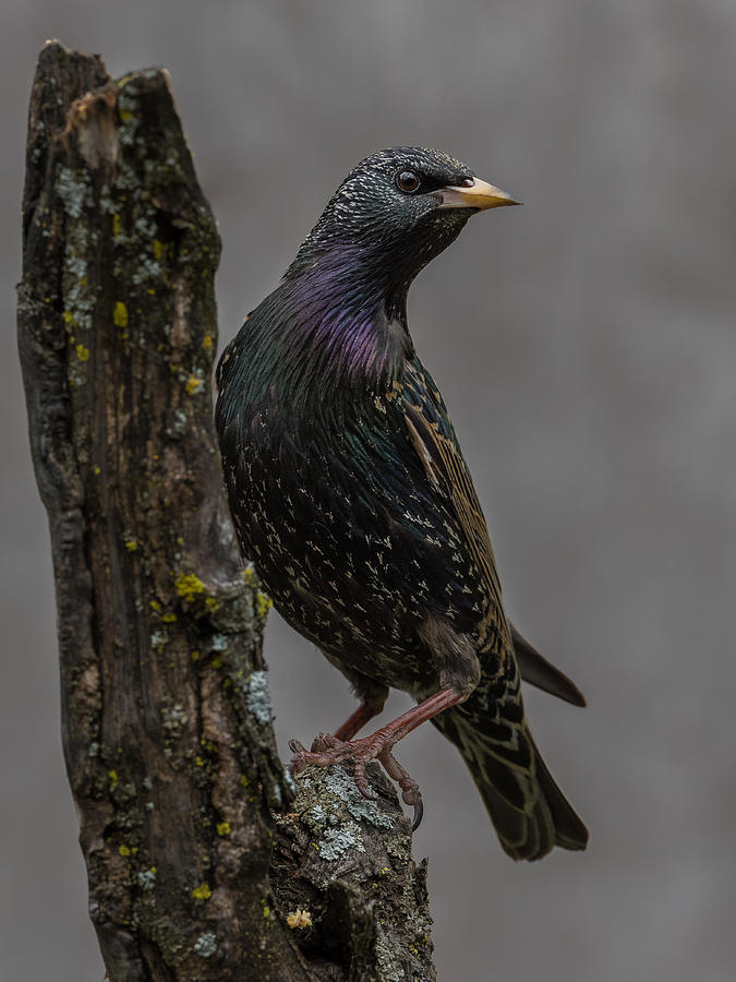 Nature Photograph - Starling by Patrick Dessureault