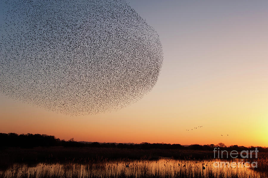 Starling Roost Photograph by Wolstenholme Images