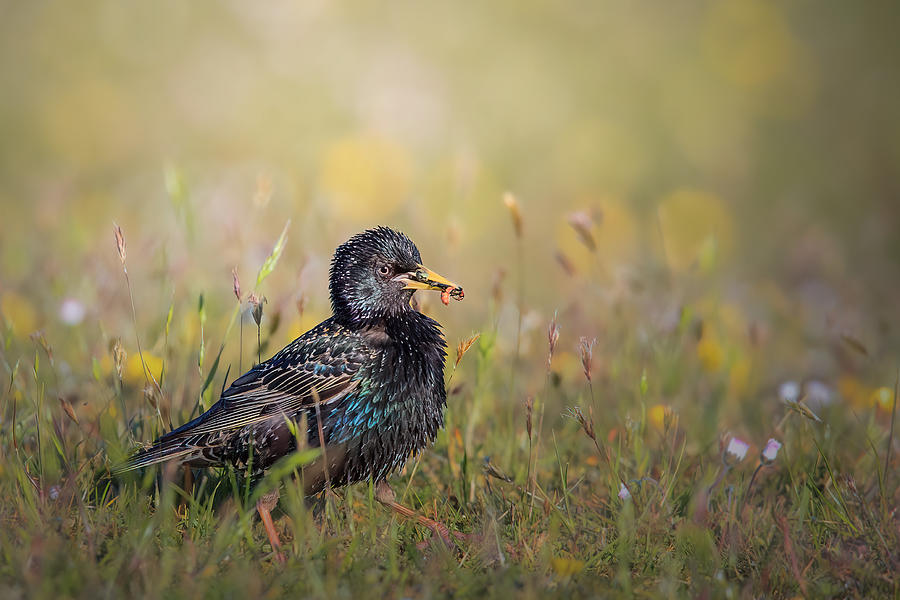 Starling With A Mouthful Photograph by Magnus Renmyr