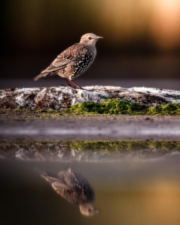 Starling With Reflection Photograph by Magnus Renmyr