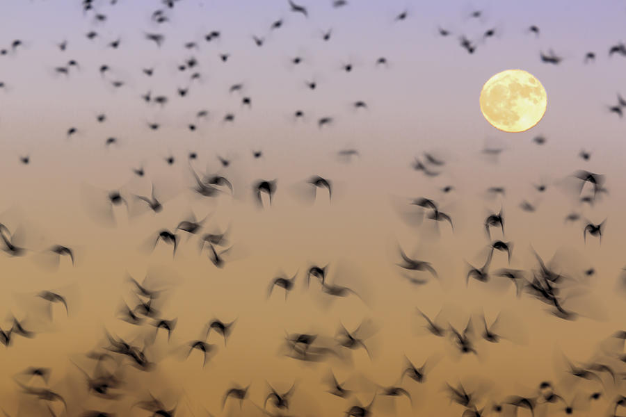 Starlings Photograph - Starlings And Moon by Aitor Badiola
