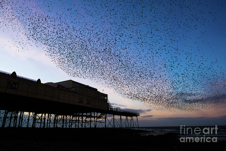 Starlings at Dusk over Aberystwyth Pier by Keith Morris Starlings at Dusk over Aberystwyth Pier by Keith Morris