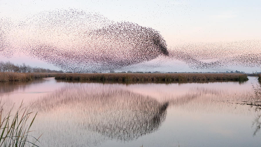 Starlings At Lake Photograph by Joan Gil Raga