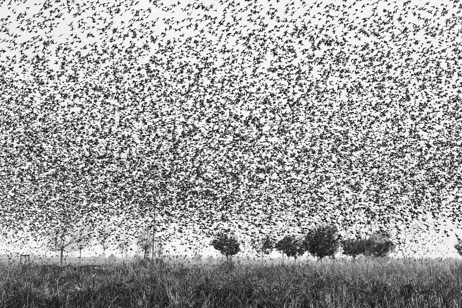 Starlings Attack Photograph by Joan Gil Raga