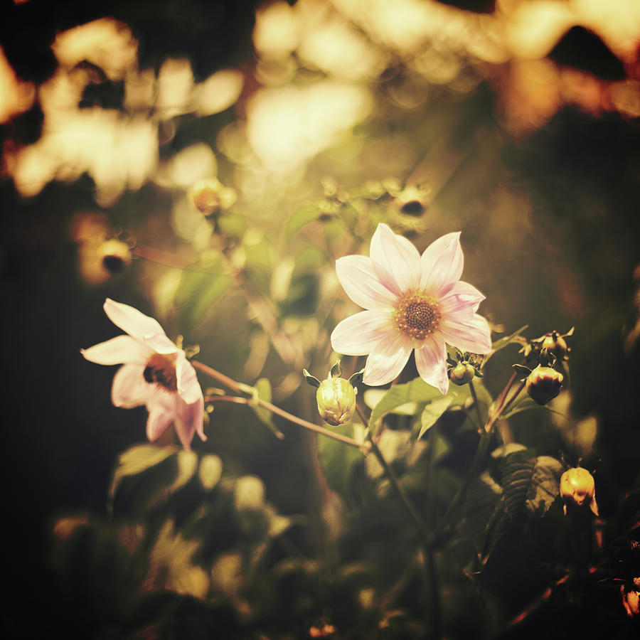 Starry Flowers Photograph by Andrea Carolina Photography