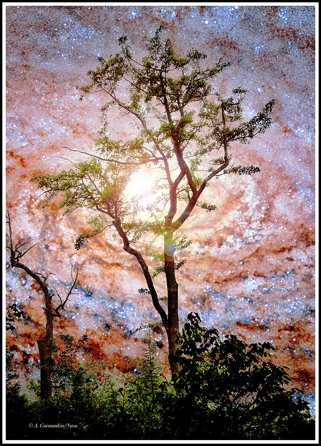 Starry Night Fantasy, Tree Silhouette Digital Art by A Macarthur Gurmankin