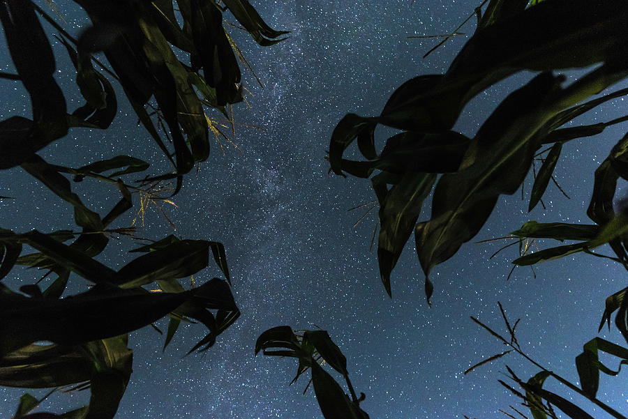 Starry Night Sky, View From Below Of A Corn Field Photograph by Martin Siering Photography