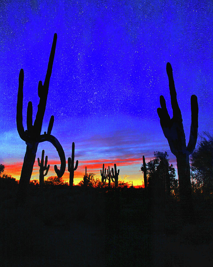 Starry Sky Saguaros Photograph by Don Schimmel