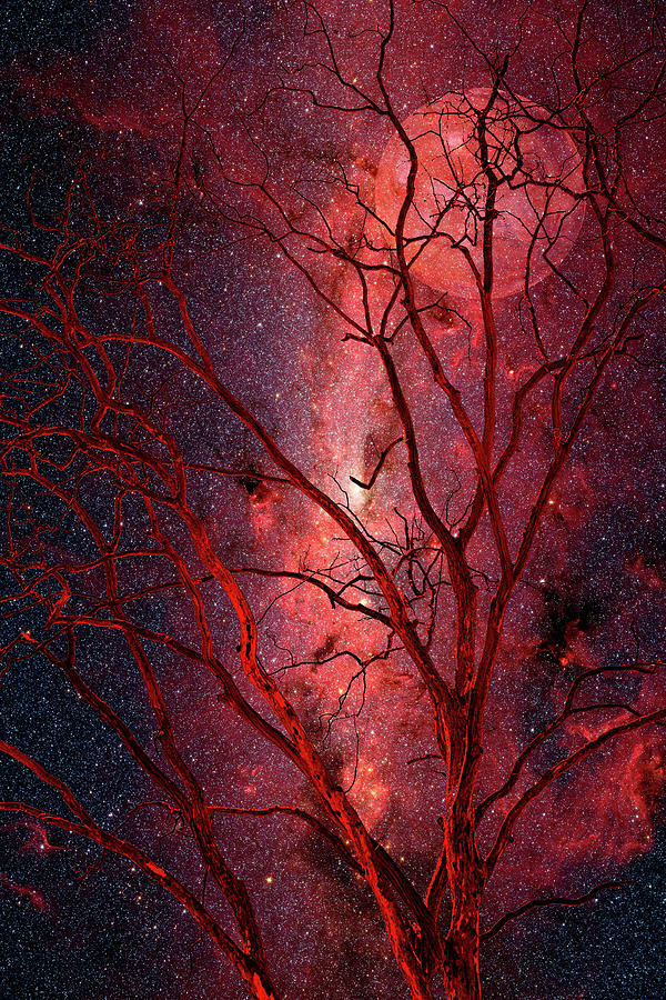 Greensboro Photograph - Stars and Mars in Winter by Dan Carmichael