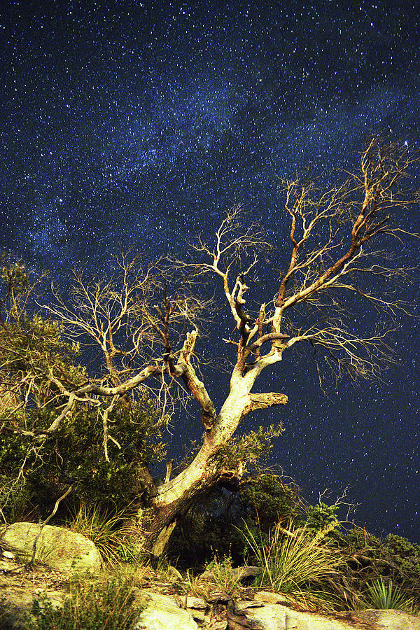 Stars light up Arizona Sky Photograph by Chance Kafka