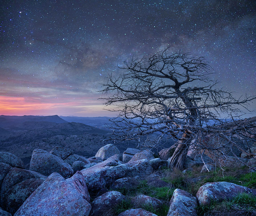 Stars Over Pine On Mount Scott, Wichita Mountains Nwr, Oklahoma Photograph by Tim Fitzharris