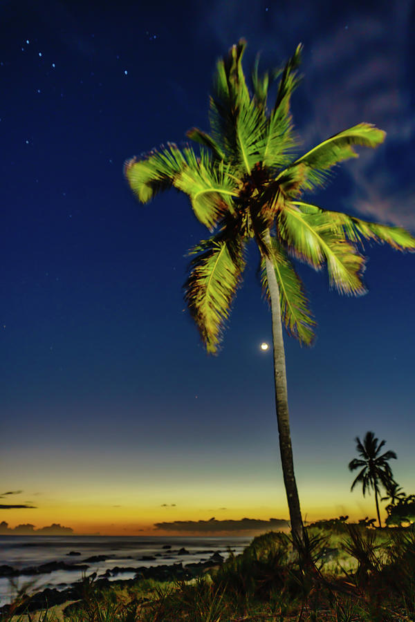 Stars - Palms - Moon -Sea Photograph by John Bauer