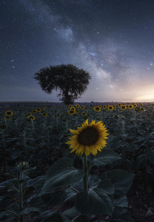 Starsflowers Photograph by Jorge Ruiz Dueso