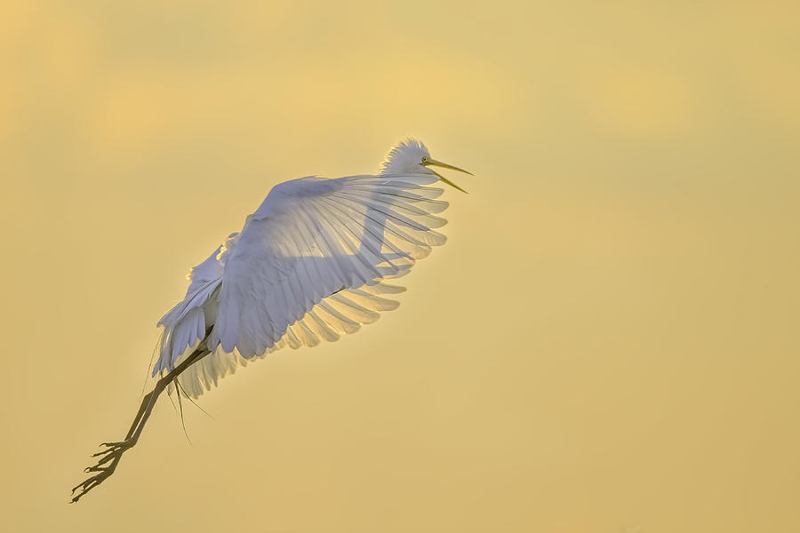 Egret Photograph - Starting A New Day by Jun Zuo