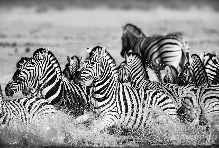 Startled Burchells Zebras In Water Photograph by Tony Camacho/science Photo Library