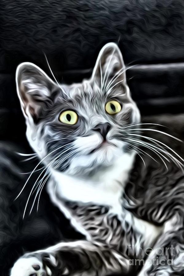 Cat Photograph - Startled Kitty by Mesa Teresita