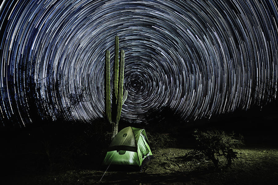 Startrails on a cactus tree in Baja California, Mexico Photograph by Kamran Ali