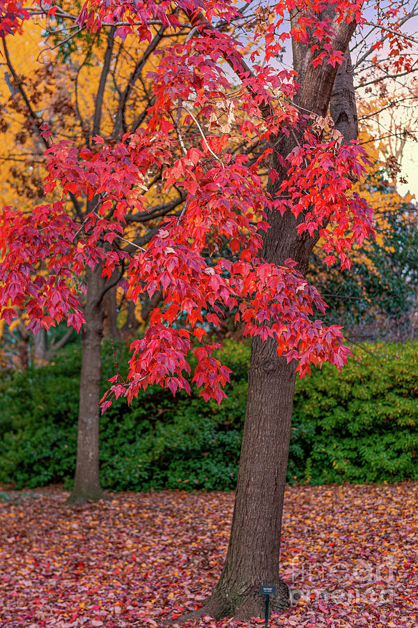 State Capital Grounds - Autumn Colors Photograph