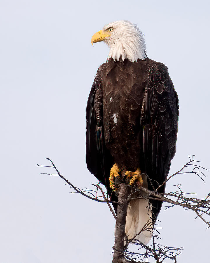 Animal Photograph - Stately Eagle by Jon W Wallach