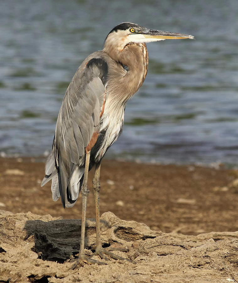 Stately Heron Photograph by Shoeless Wonder - Fine Art America