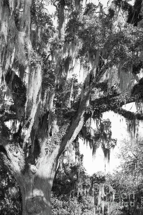 Stately Moss Draped Live Oak Black and White Photograph by MM Anderson