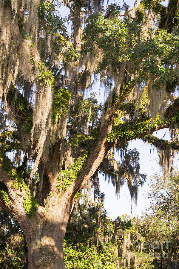 Stately Moss Draped Live Oak Photograph by MM Anderson