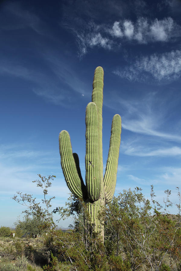Stately Saguaro Cactus Against Sky With Photograph by Incommunicado