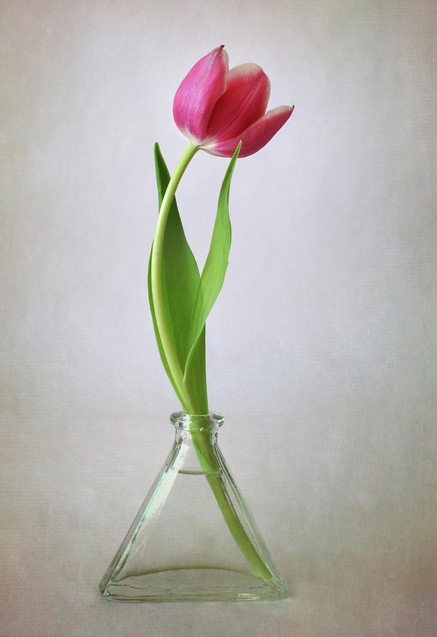 Stately Tulip Photograph by David and Carol Kelly