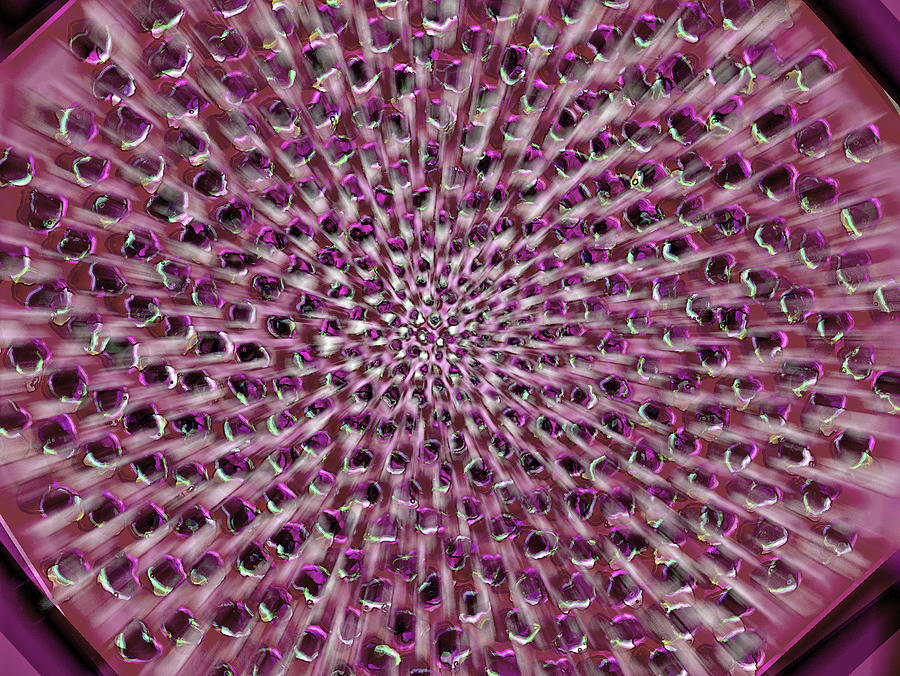 Static Phyllotaxis Painting by Jeremy Robinson