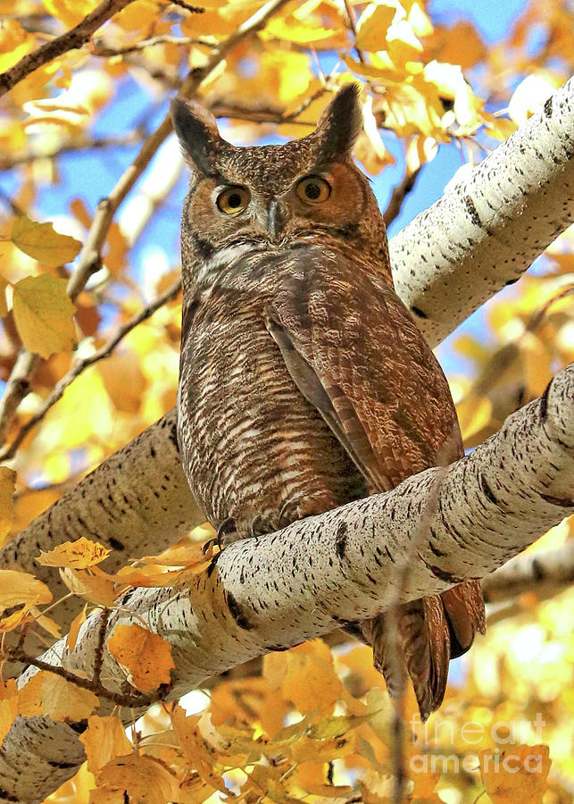 Owl Photograph - Statuesque Great Horned Owl by Carol Groenen