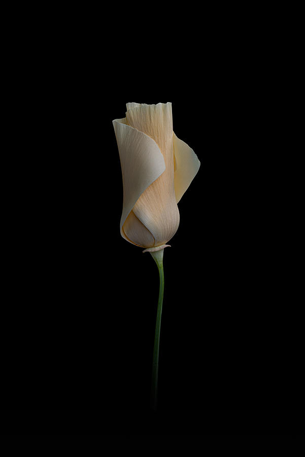 Poppy Photograph - Statuesque by Richard Urbanski