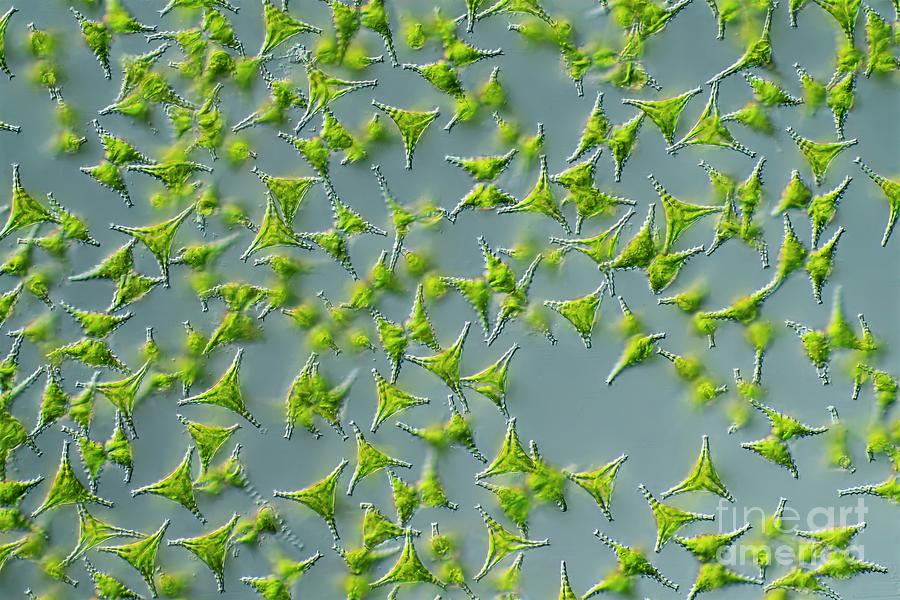 Staurastrum Green Algae Photograph by Frank Fox/science Photo Library