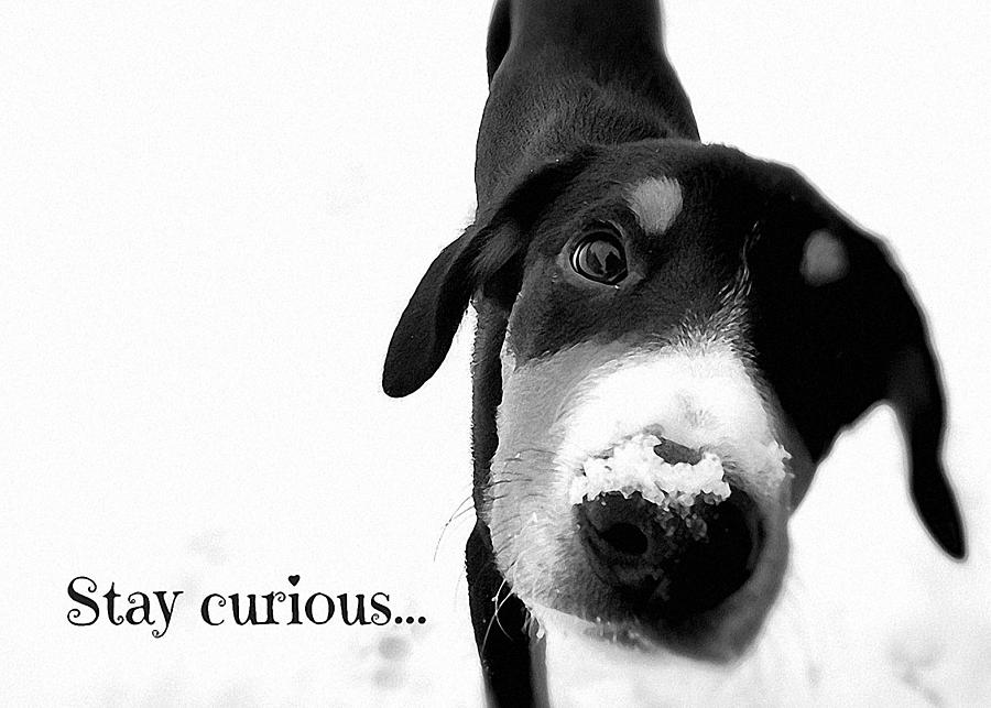 Stay Curious Photograph