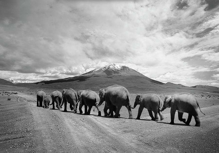 Animal Photograph - Stay In Line by Ata Alishahi